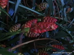 Zingiber officinale