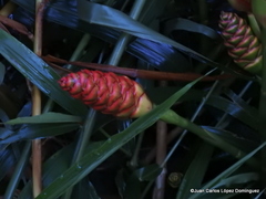 Zingiber officinale