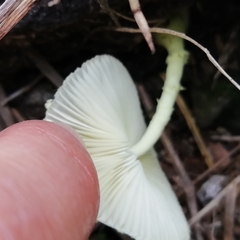 Leucocoprinus cepistipes