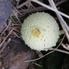 Leucocoprinus cepistipes