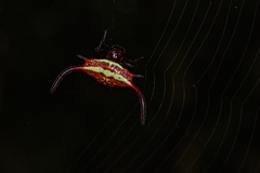 Gasteracantha falcicornis
