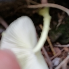 Leucocoprinus cepistipes