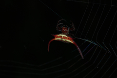 Gasteracantha falcicornis