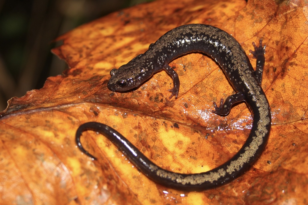 Peaks of Otter Salamander