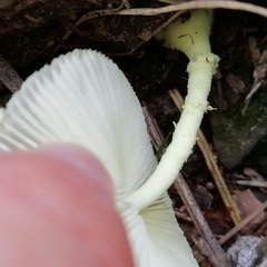 Leucocoprinus cepistipes