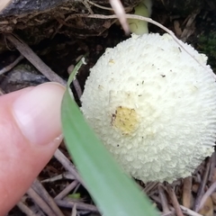 Leucocoprinus cepistipes