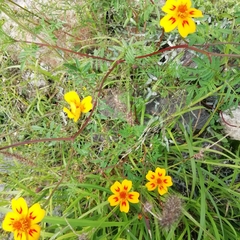 Tagetes lunulata