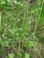 Clematis vitalba