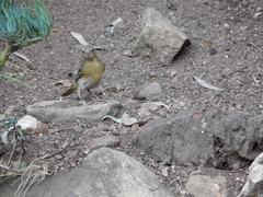 Ploceus velatus