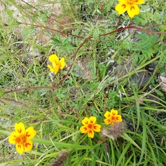 Tagetes lunulata