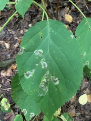 Aspilanta hydrangaeella