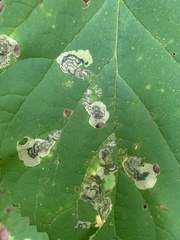 Aspilanta hydrangaeella