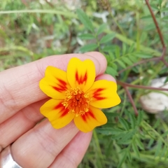 Tagetes lunulata