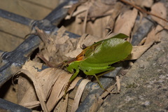 Hexacentrus formosanus