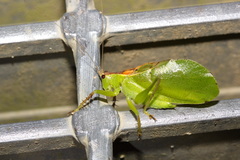 Hexacentrus formosanus