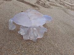 Rhizostoma pulmo