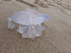 Rhizostoma pulmo