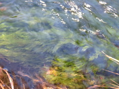 Cladophora glomerata