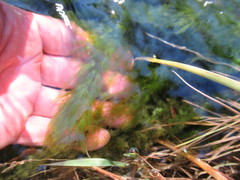 Cladophora glomerata