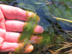 Cladophora glomerata