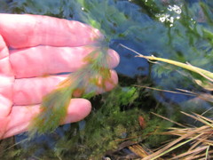 Cladophora glomerata