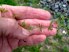 Galium tricornutum