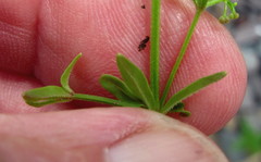 Galium tricornutum