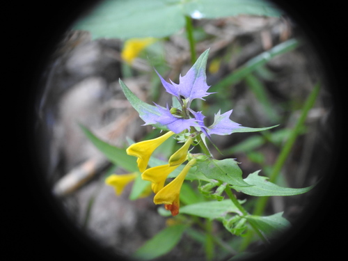 Image of Blue cow-wheat by (c) Yves Bas, some rights reserved (CC BY)