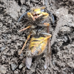 Vespula structor