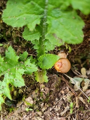 Calostoma cinnabarinum
