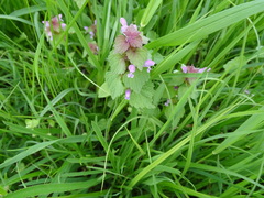 Lamium purpureum