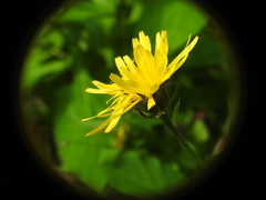 Crepis pyrenaica