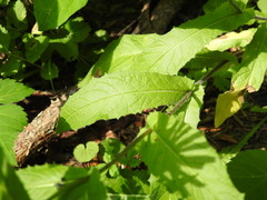 Crepis pyrenaica