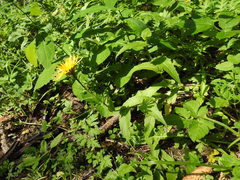 Crepis pyrenaica