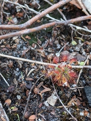 Drosera roseana