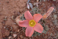 Oxalis annae