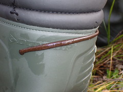 Hirudo medicinalis