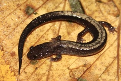 Redback Salamander photo 4
