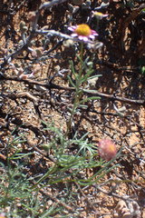 Lasiospermum brachyglossum