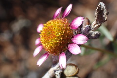 Lasiospermum brachyglossum