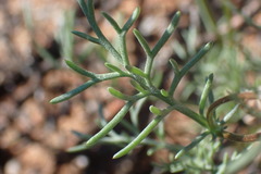 Lasiospermum brachyglossum