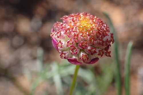 Lasiospermum brachyglossum