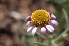 Lasiospermum brachyglossum