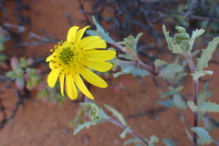 Osteospermum sinuatum