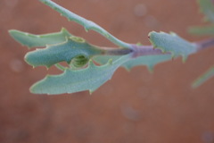 Osteospermum sinuatum