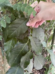 Casearia sylvestris