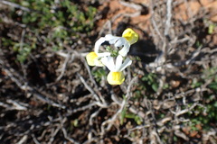 Nemesia ligulata