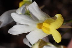 Nemesia ligulata