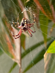 Neoscona oaxacensis