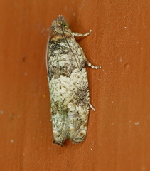 Pseudexentera knudsoni